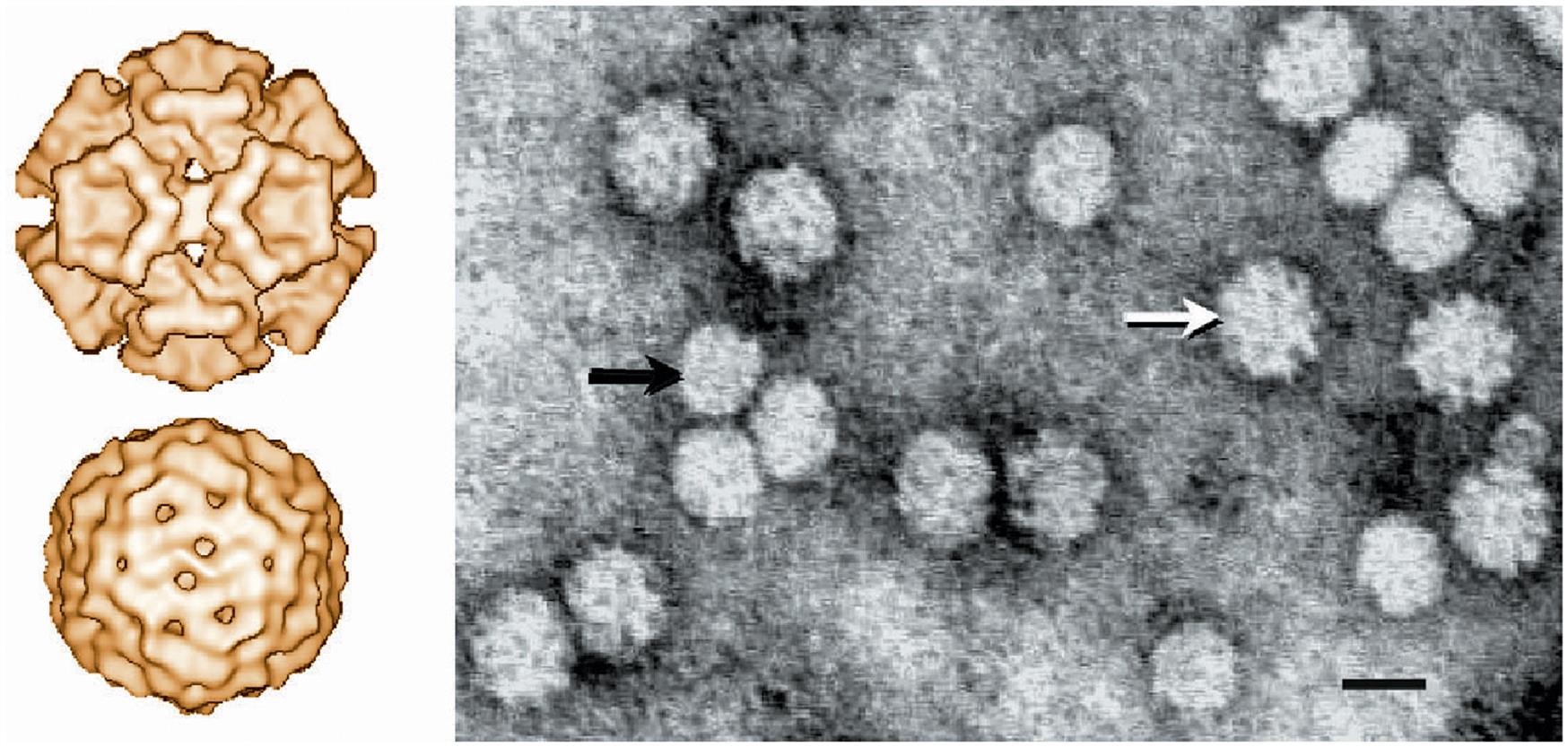 Представитель Семейства Circoviridae